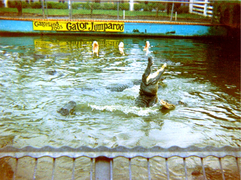 fl gatorland 03.jpg
